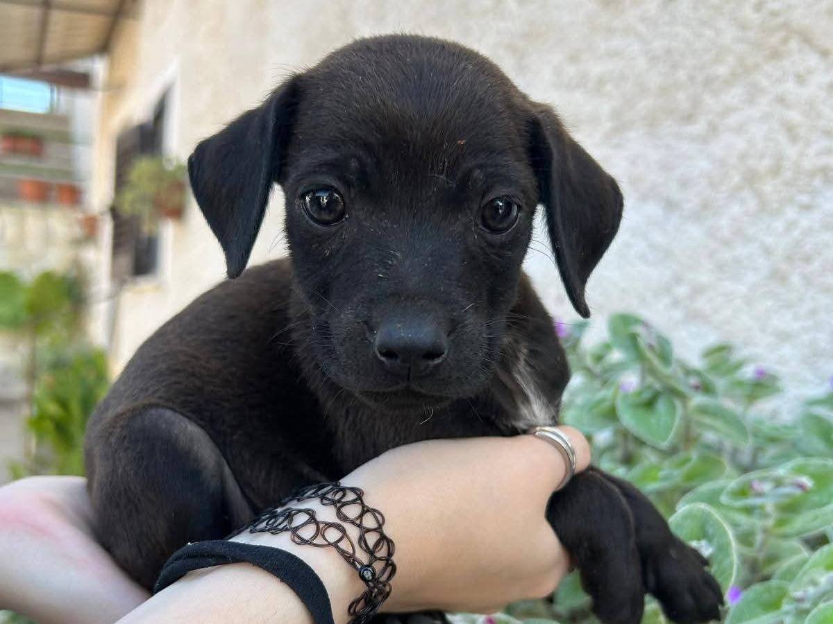 Adozione cane, maschio, Razza sconosciuta Razza sconosciuta, 2 mesi, taglia piccola, Frosinone