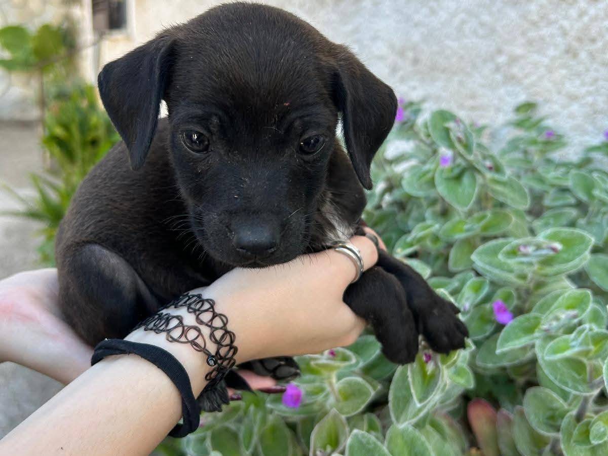 Adotta un cane, maschio, 2 mesi, Frosinone