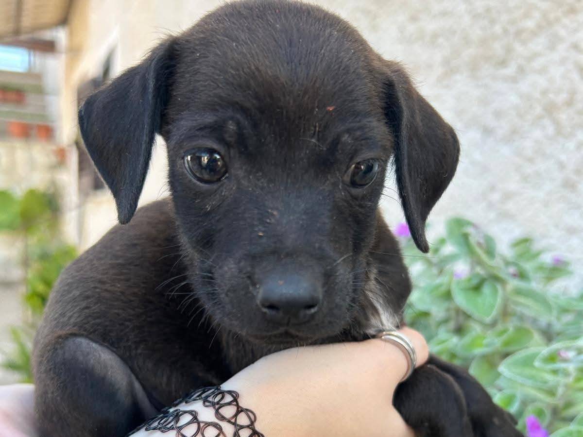 Adotta un cane, taglia piccola, maschio, Frosinone