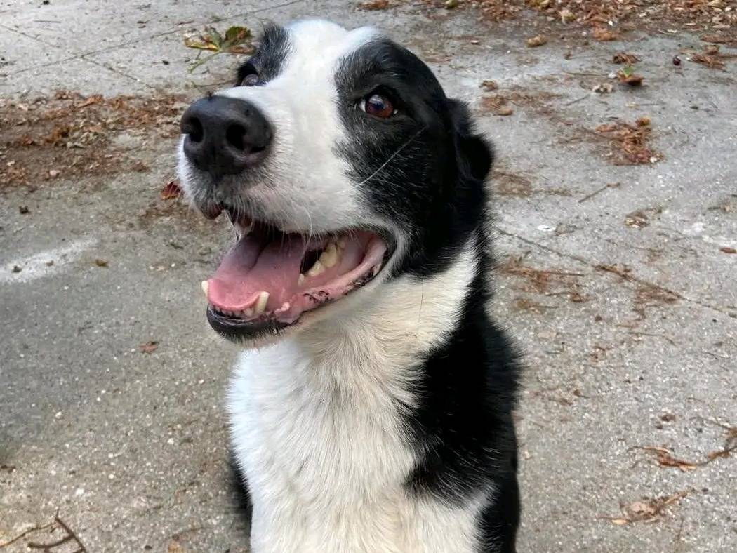 Adozione cane, maschio, Razza sconosciuta Razza sconosciuta, 8 anni, taglia media, Cremona
