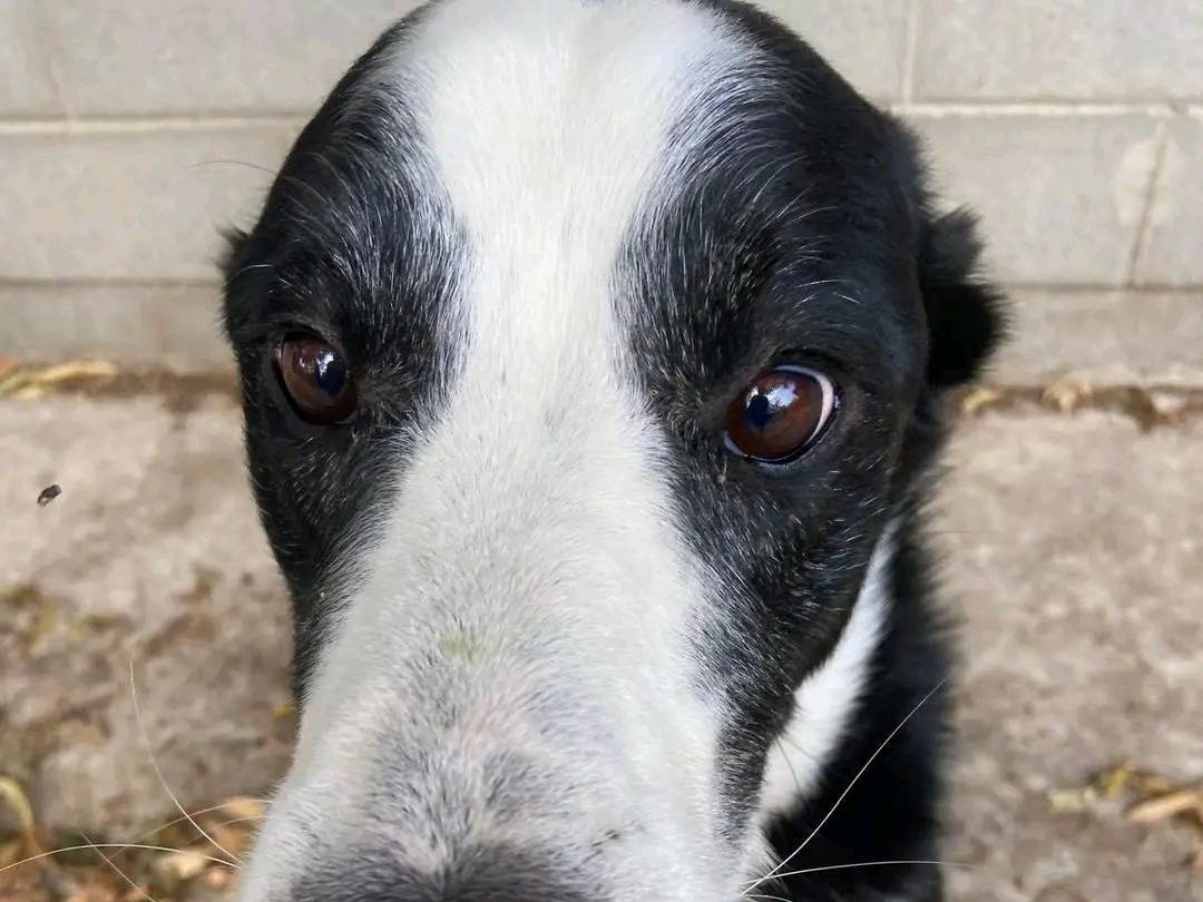 Adotta un cane, taglia media, maschio, Cremona
