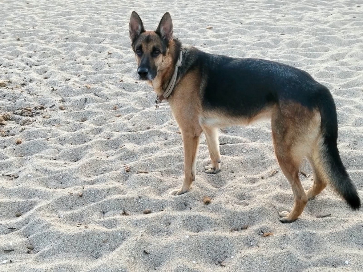 Adozione cane, maschio, Pastore tedesco Razza sconosciuta, 4 anni e 4 mesi, taglia media, Milano