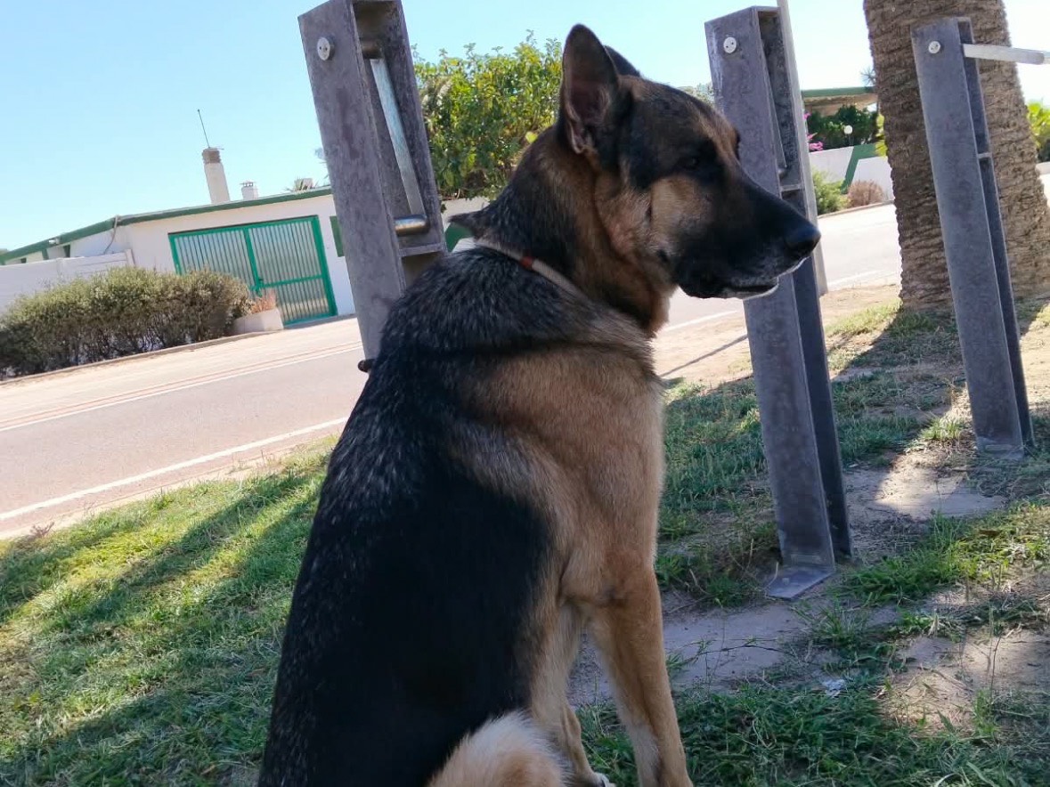Adotta un cane, maschio, 4 anni e 4 mesi, Milano