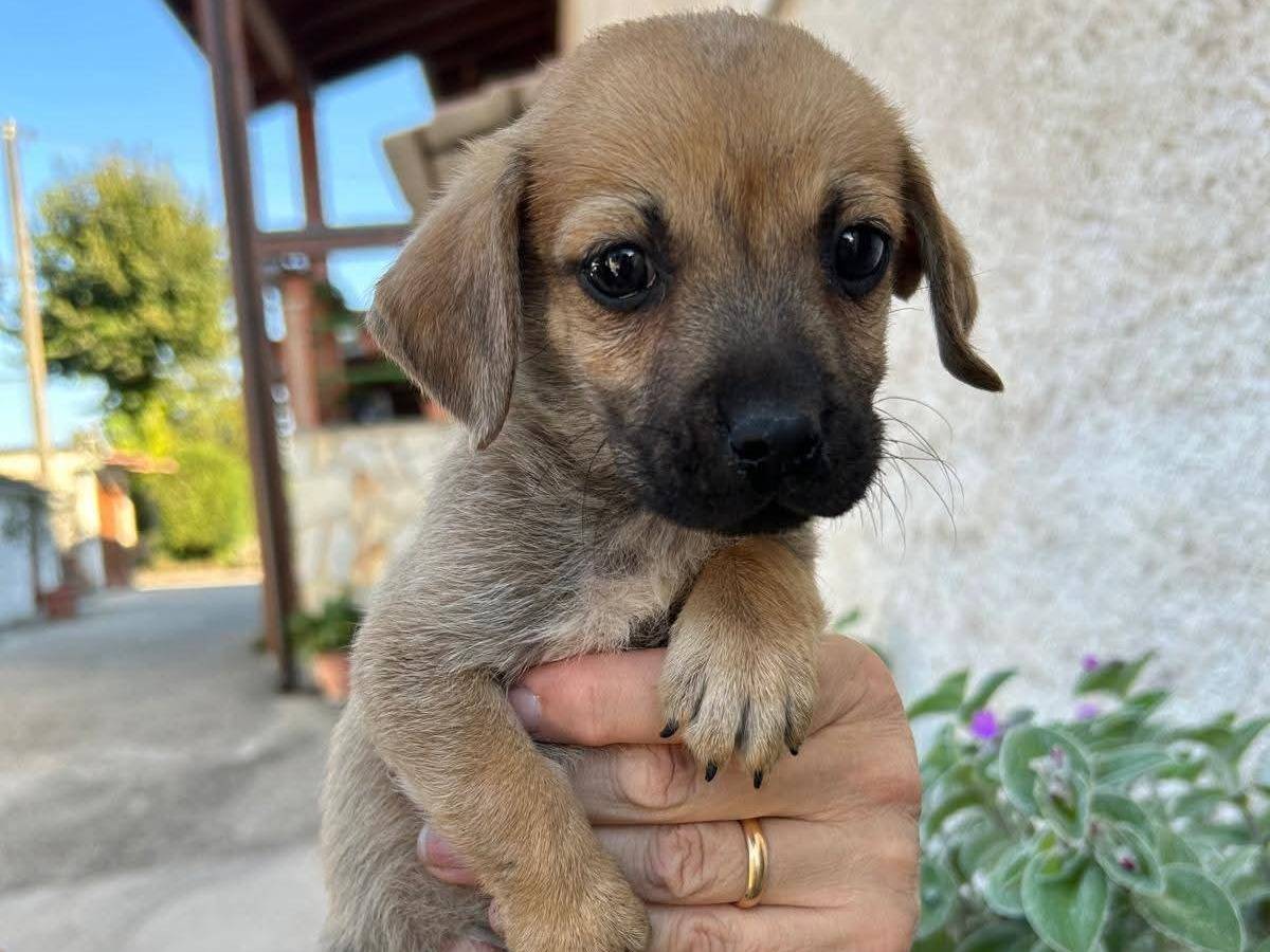 Adotta un cane, maschio, 2 mesi, Frosinone