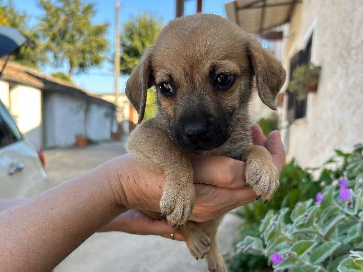 Adotta un cane, taglia piccola, maschio, Frosinone