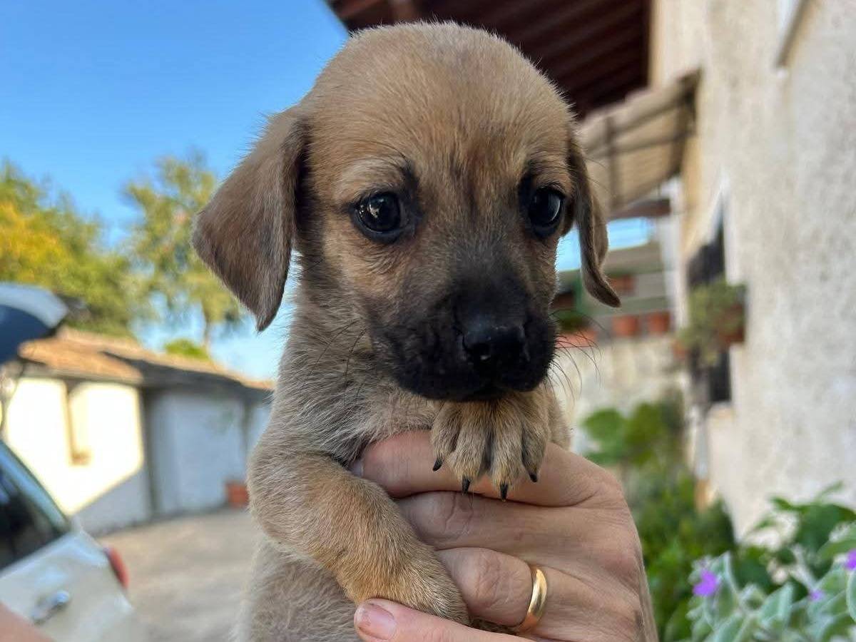Vuoi adottare un cane a Frosinone?