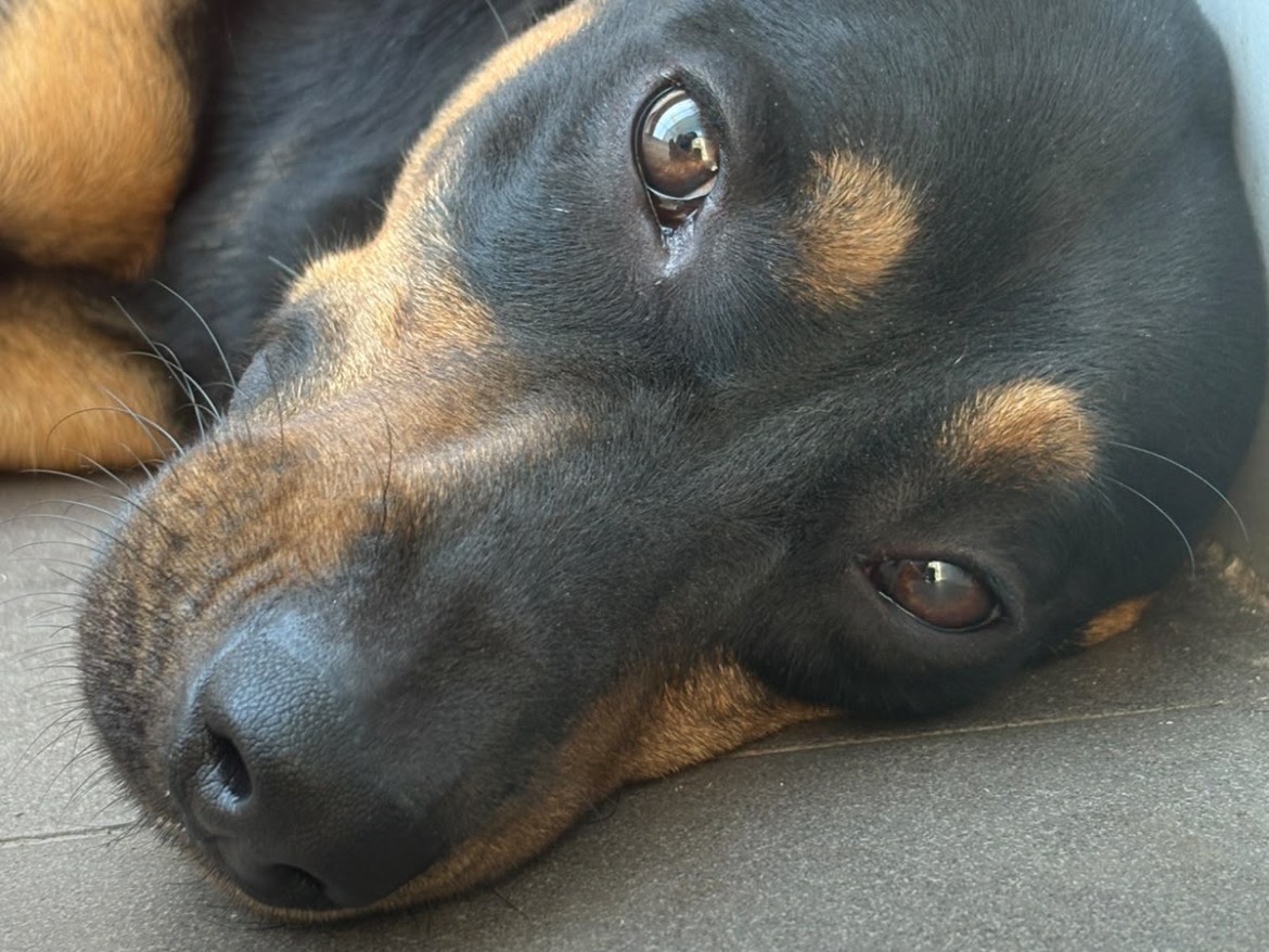 Adozione cane, maschio, Razza sconosciuta Razza sconosciuta, 1 anno e 1 mese, taglia media contenuta, Caserta