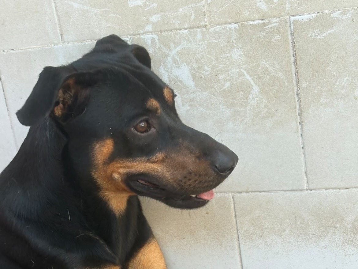 Adotta un cane, maschio, 1 anno e 1 mese, Caserta