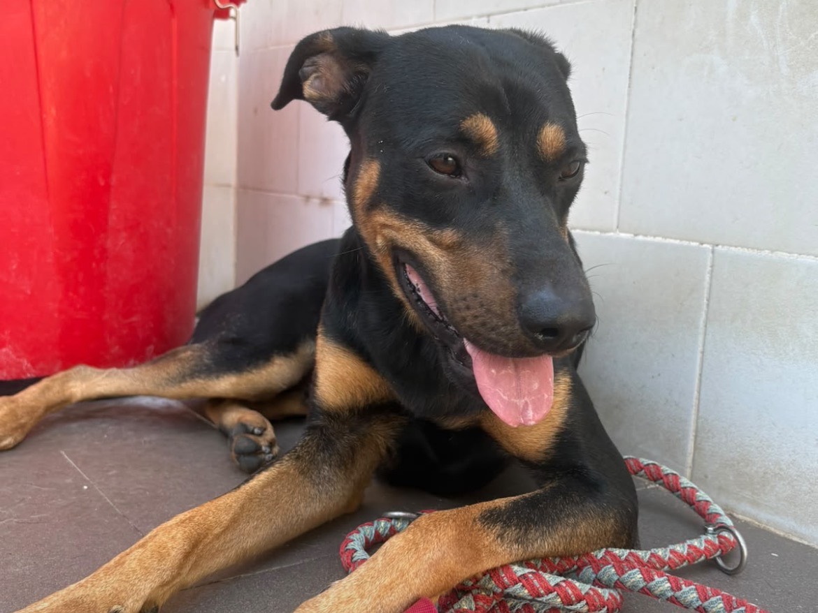 Adotta un cane, taglia media contenuta, maschio, Caserta
