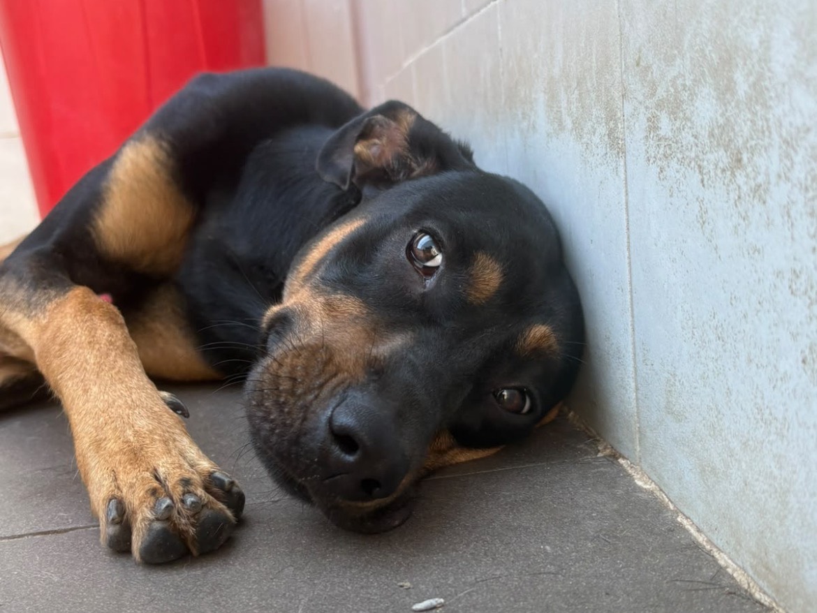 Vuoi adottare un cane a Caserta?