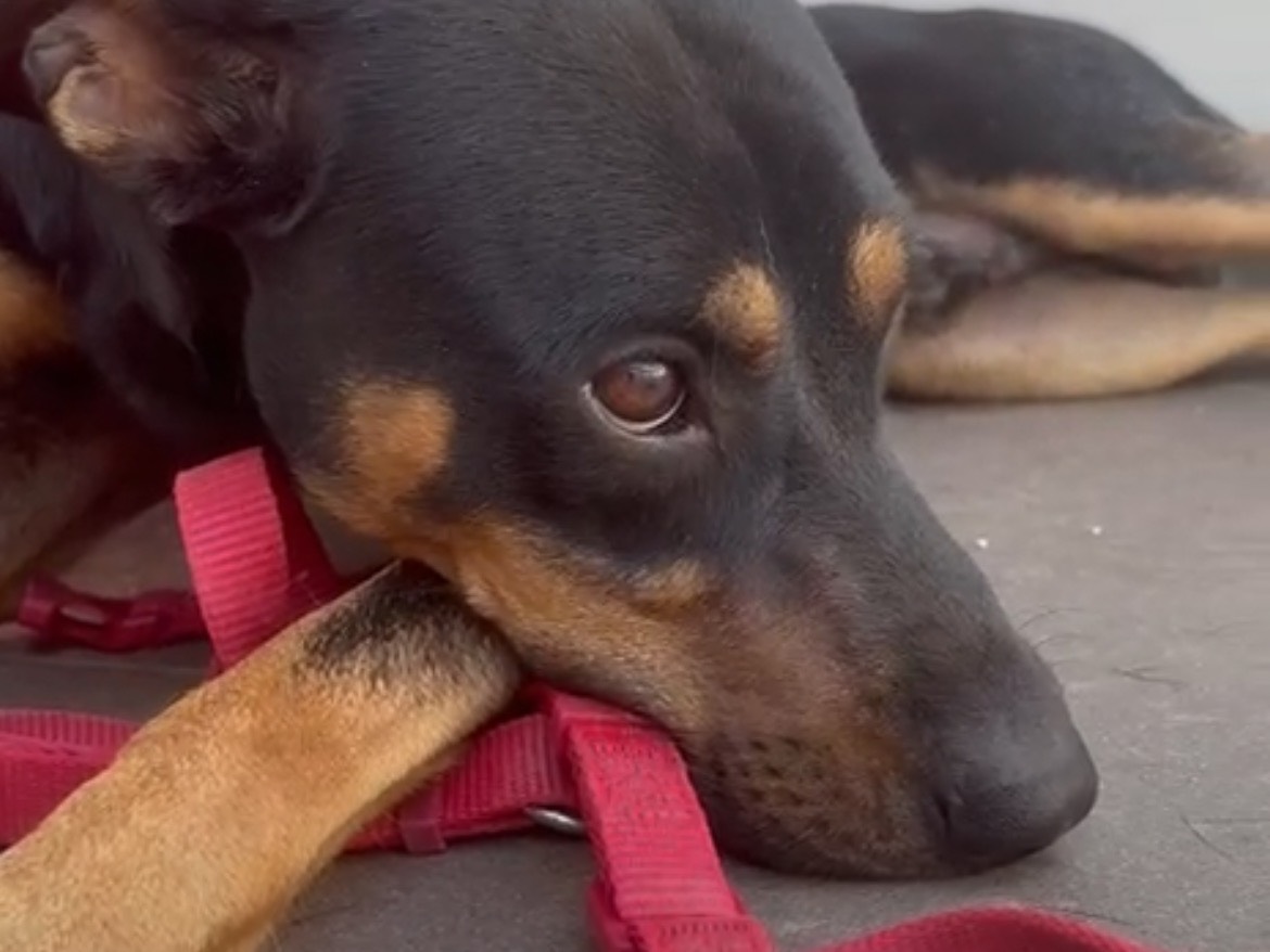 Adotta il cane Aldo a Caserta