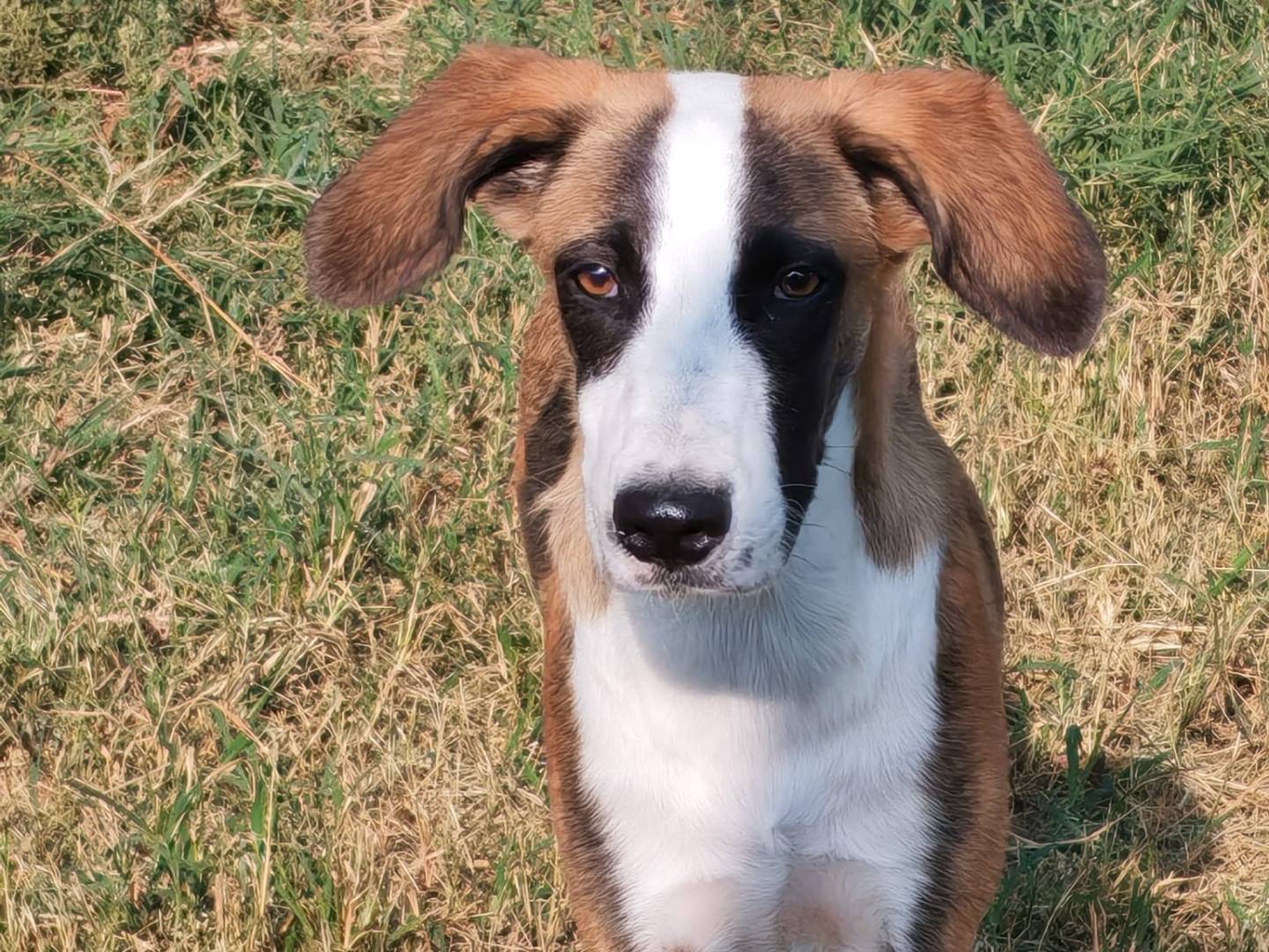 Adozione cane, maschio, Razza sconosciuta Razza sconosciuta, 6 mesi, taglia media, Milano