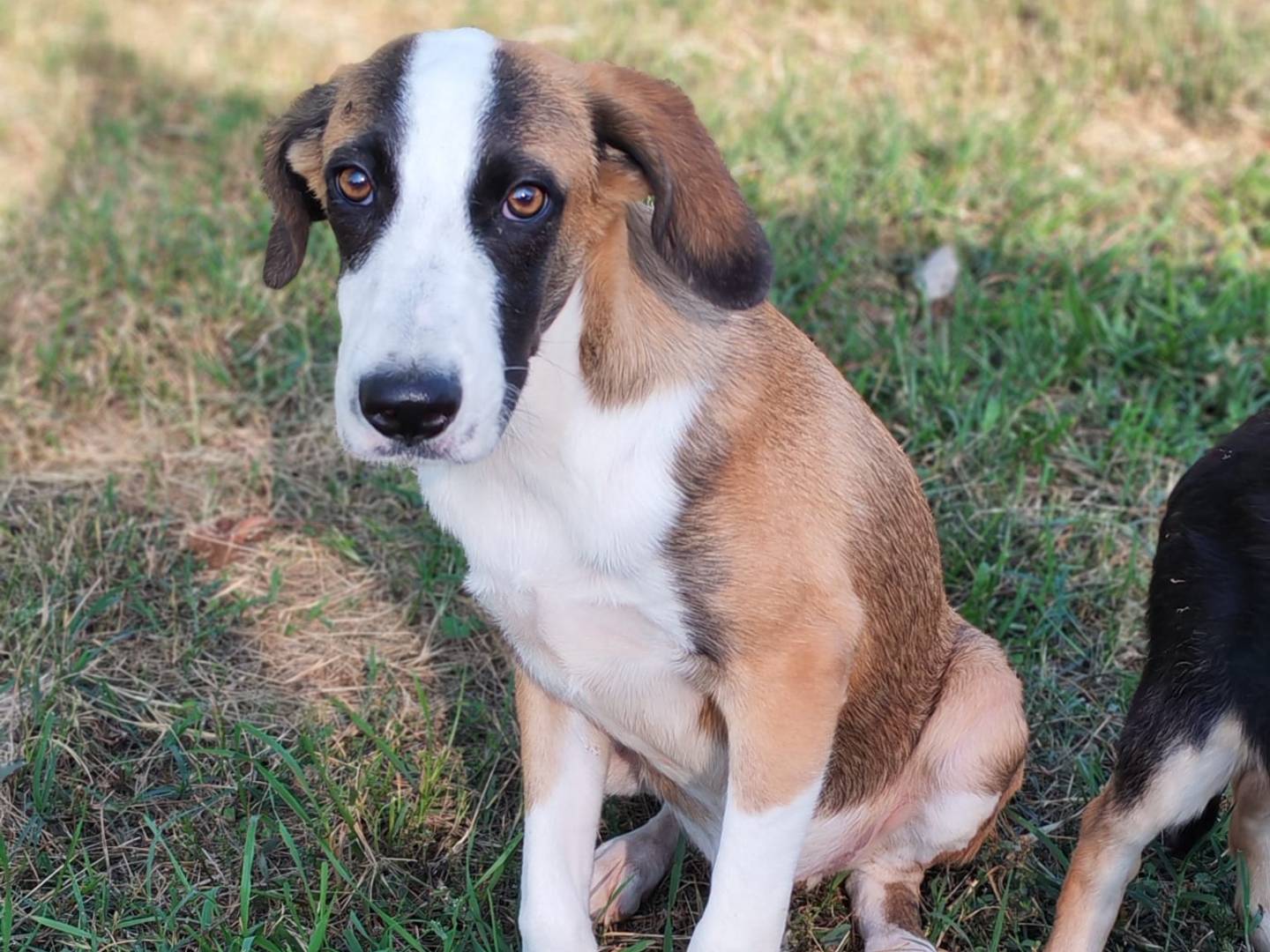 Adotta un cane, maschio, 6 mesi, Milano