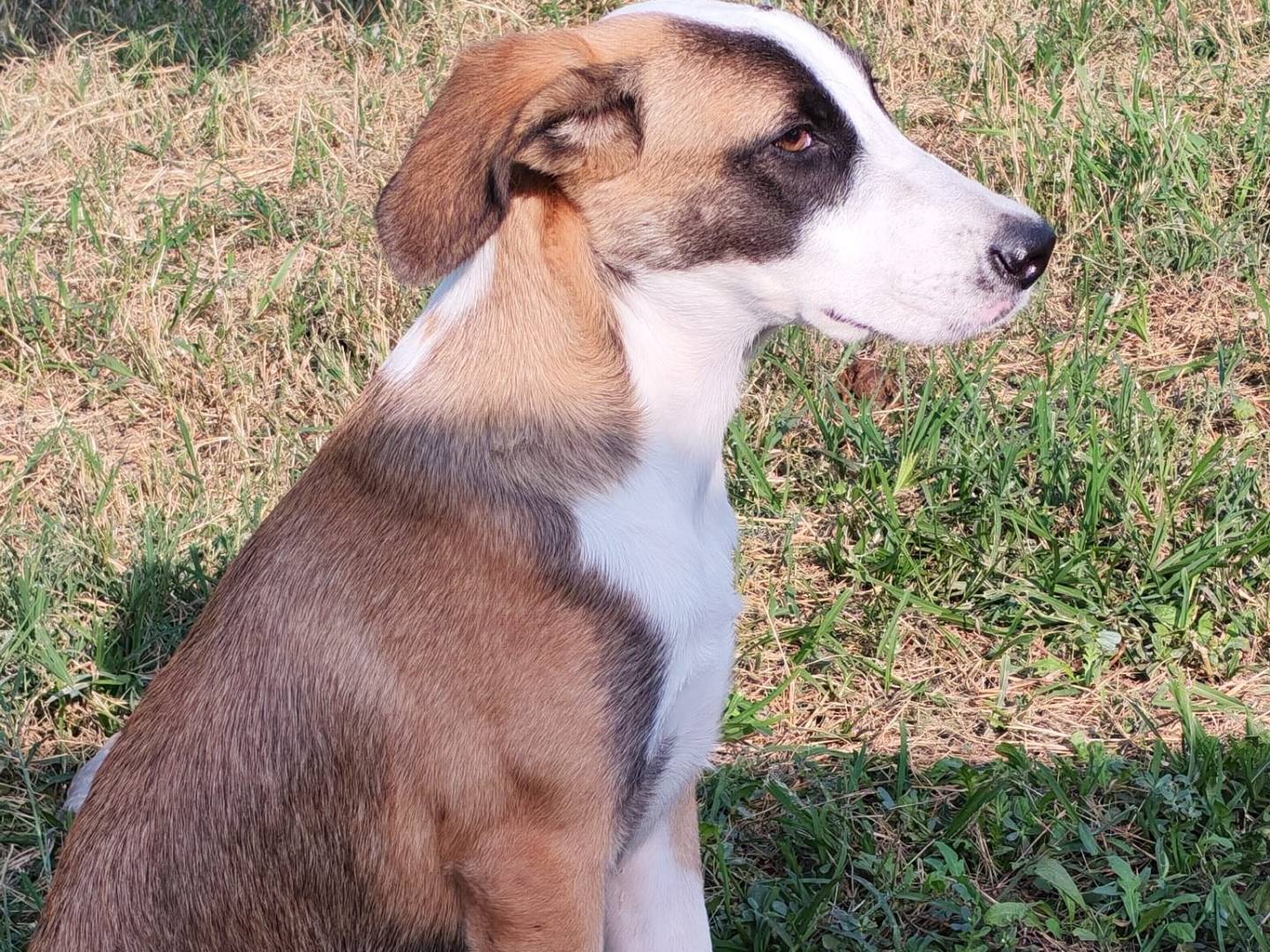 Adotta un cane, taglia media, maschio, Milano