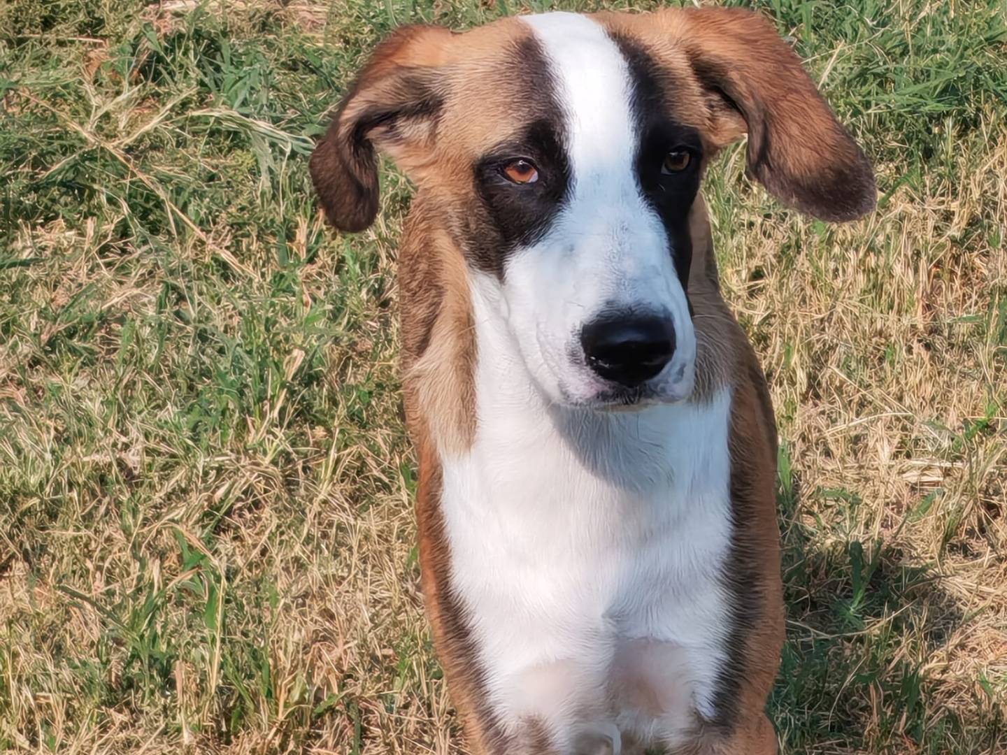 Vuoi adottare un cane a Milano?