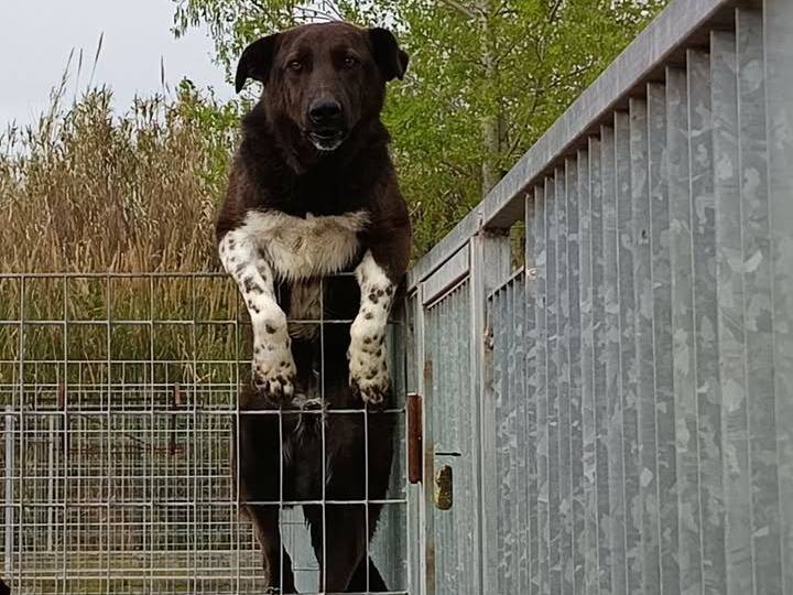 Adozione cane, maschio, Razza sconosciuta Razza sconosciuta, 3 anni e 6 mesi, taglia media, Vibo