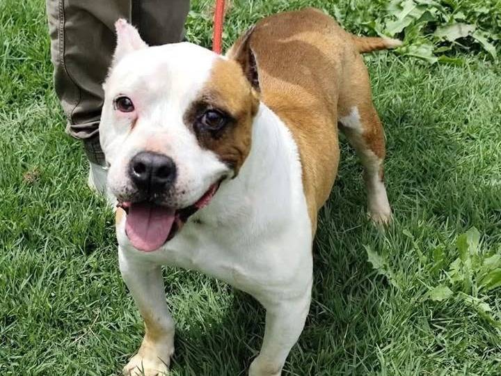 Adozione cane, maschio, Pitbull Razza sconosciuta, 10 anni, taglia media, Vibo
