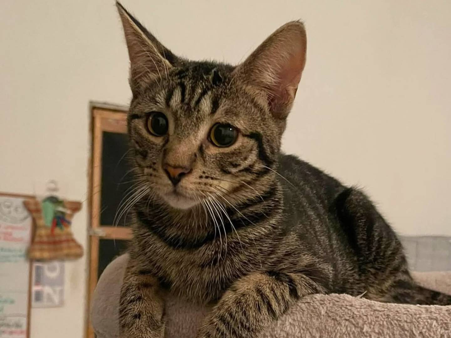 Adozione gatto, maschio, Razza sconosciuta Razza sconosciuta, 7 mesi, taglia non valida, Brescia