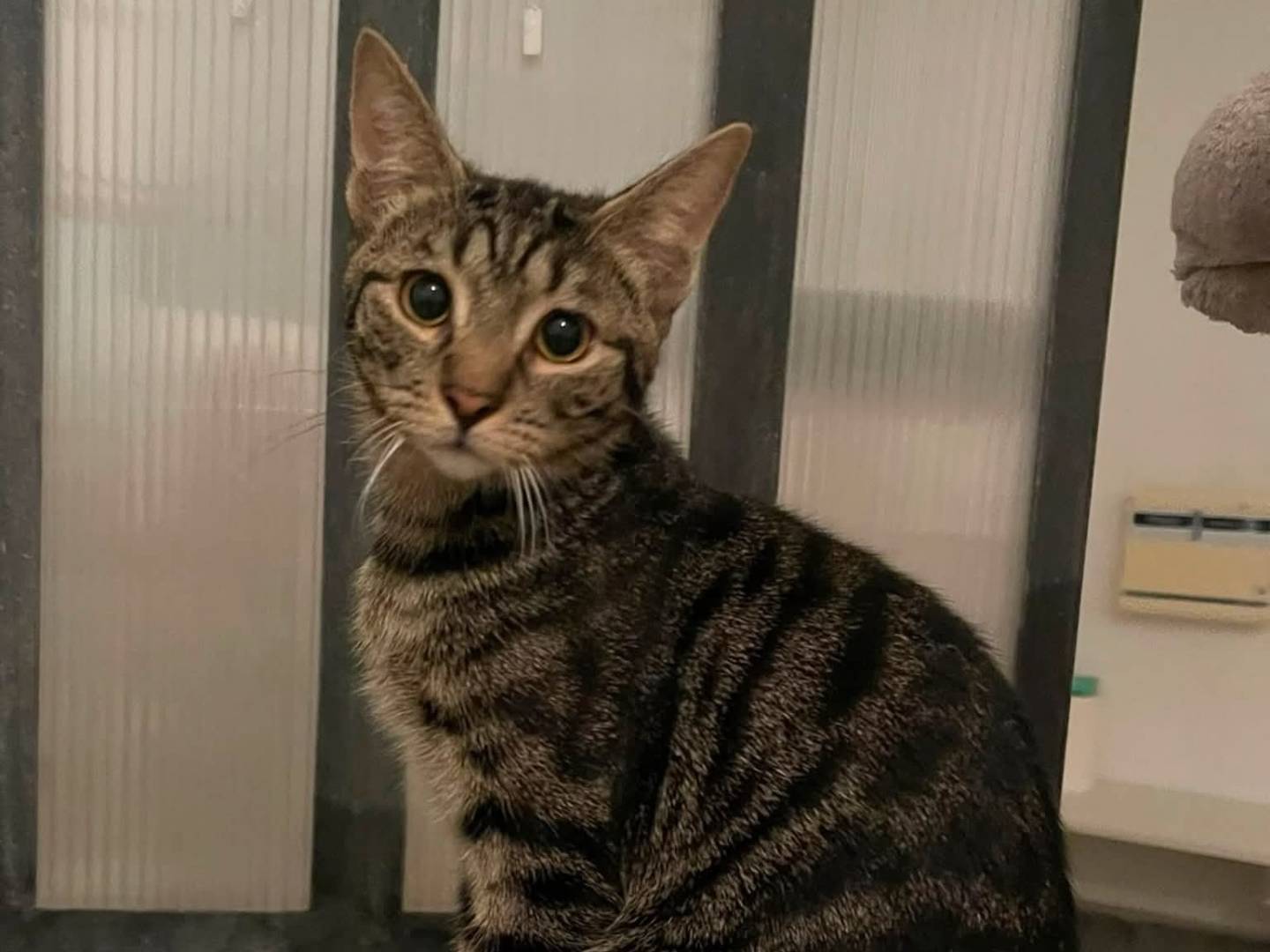 Adotta un gatto, maschio, 7 mesi, Brescia
