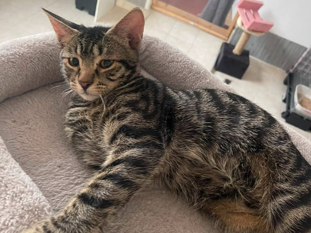 Adotta un gatto, taglia non valida, maschio, Brescia