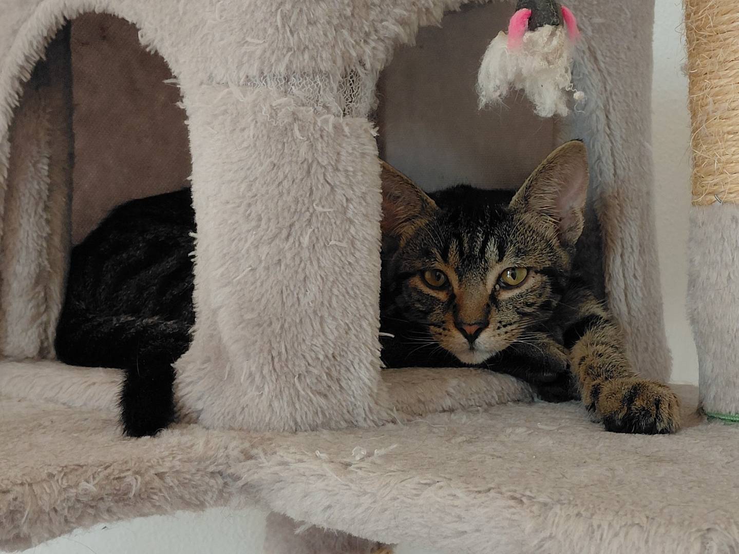 Vuoi adottare un gatto a Brescia?