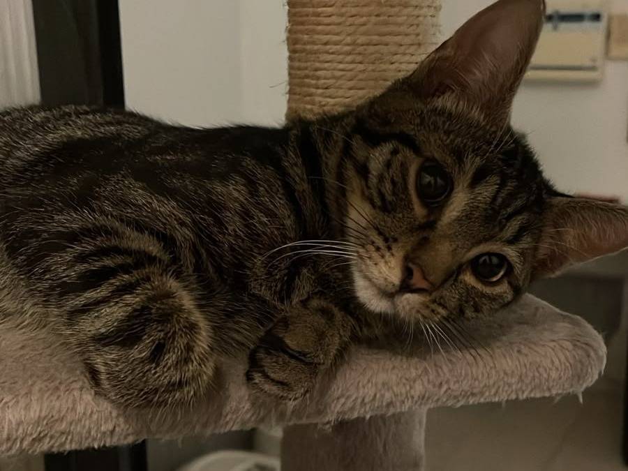 Adotta il gatto Sguazza a Brescia