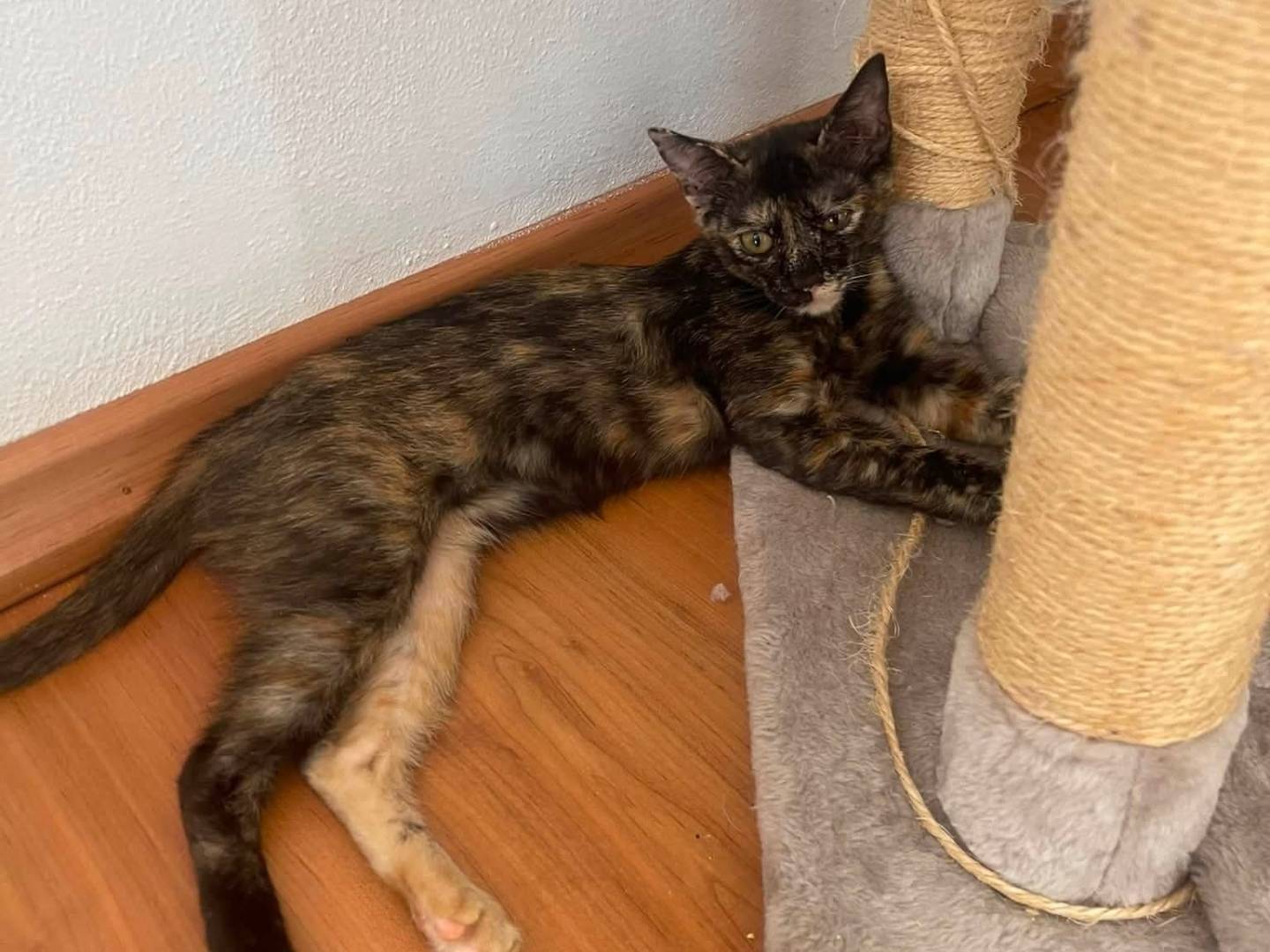 Adozione gatto, femmina, Razza sconosciuta Razza sconosciuta, 7 mesi, taglia non valida, Brescia