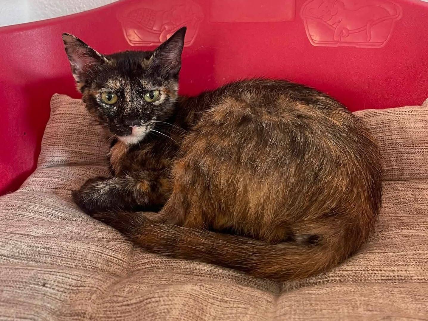 Adotta un gatto, taglia non valida, femmina, Brescia