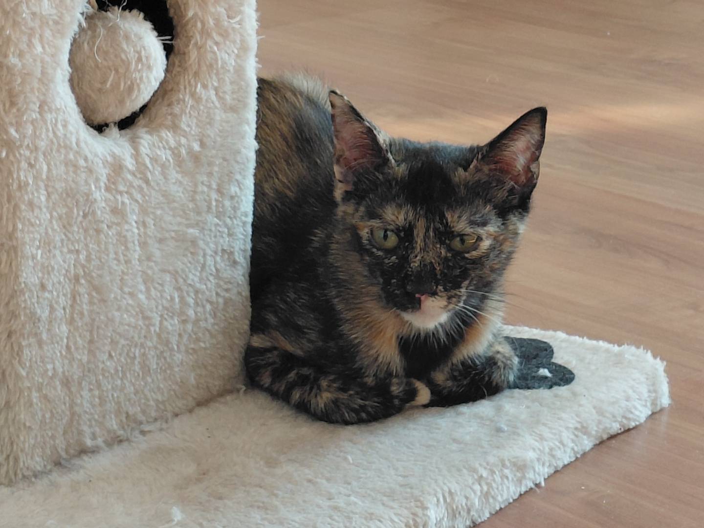 Adotta un gatto, femmina, 7 mesi, Brescia