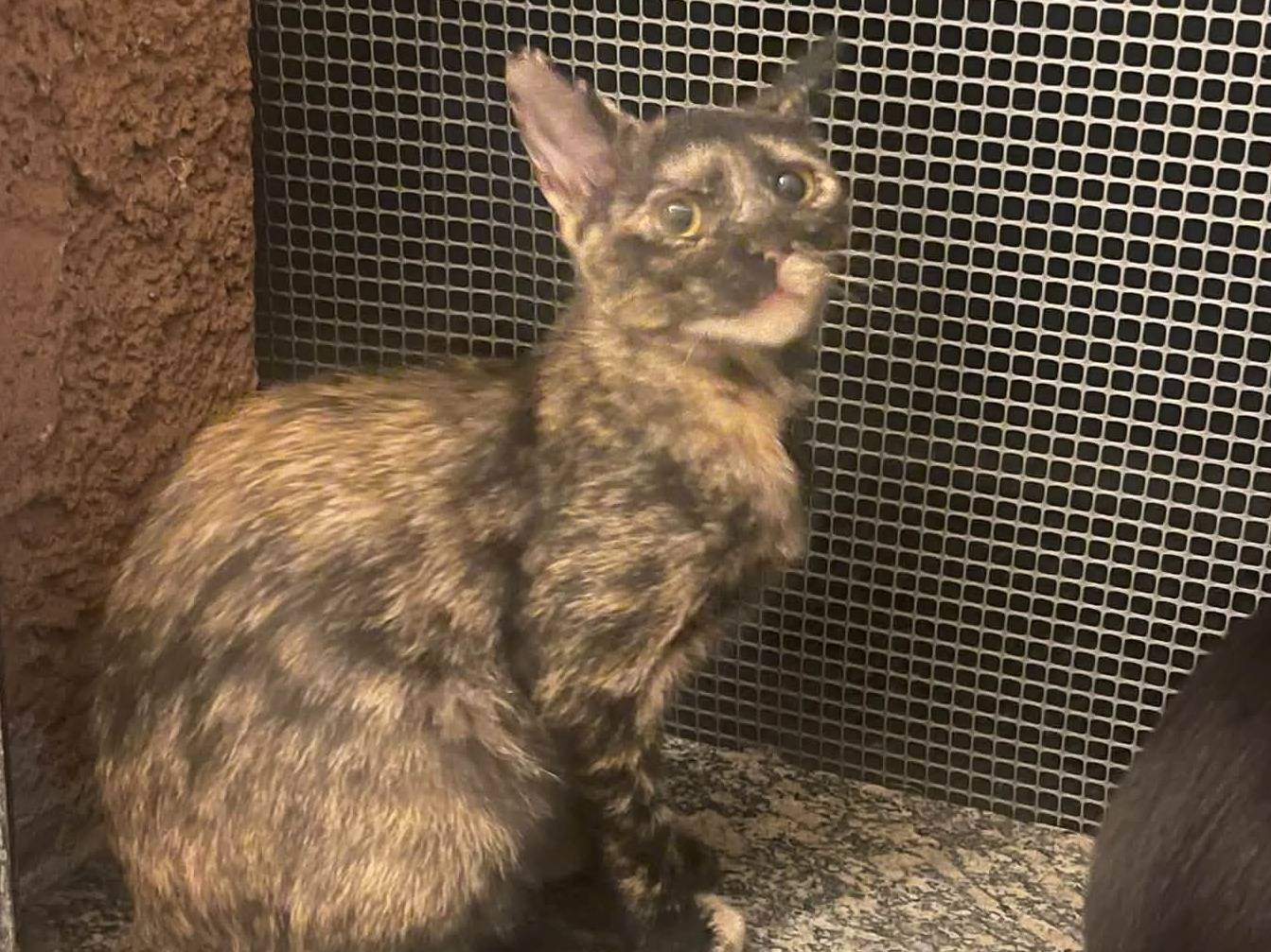 Vuoi adottare un gatto a Brescia?