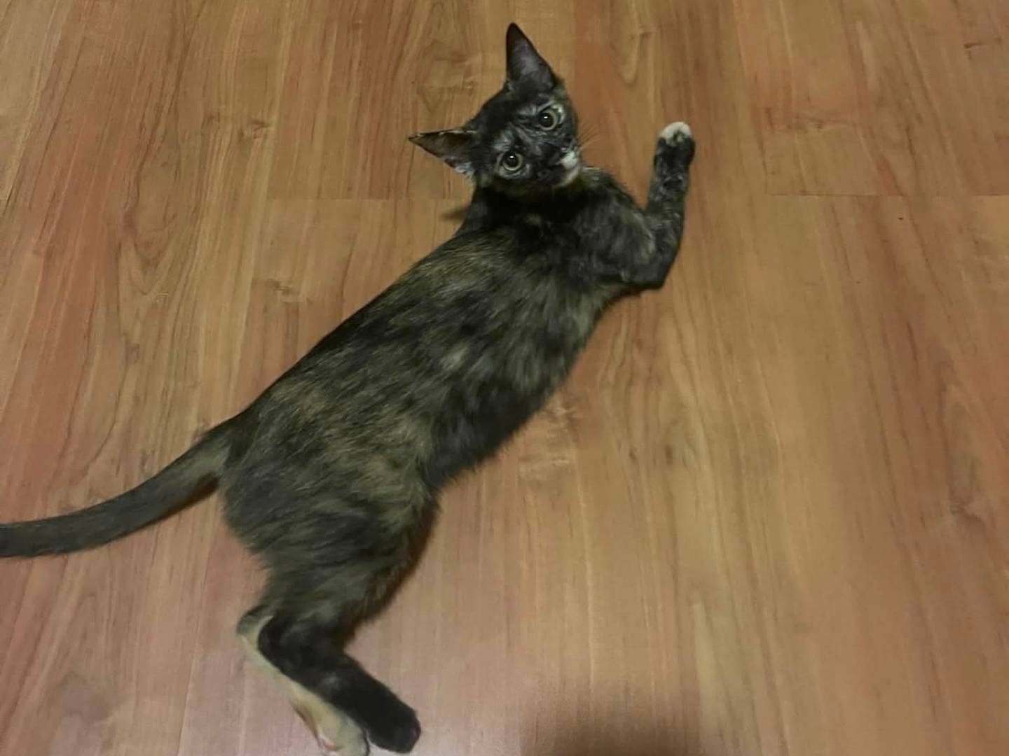 Adotta il gatto Rose a Brescia