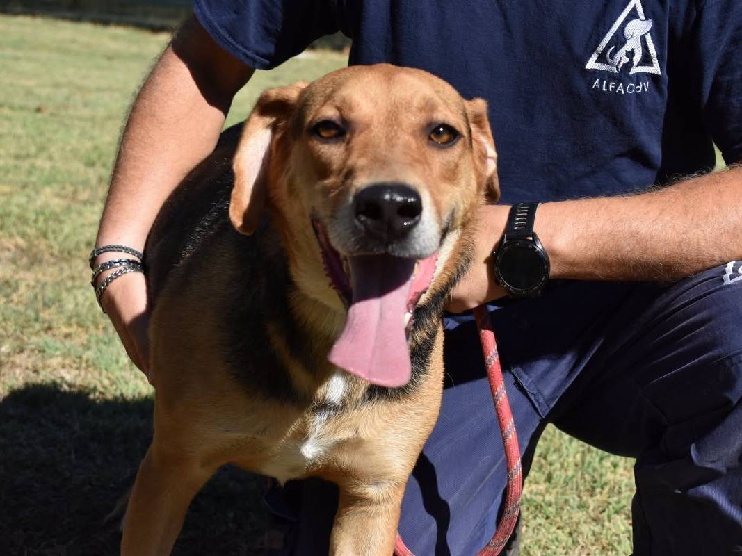 Adozione cane, maschio, Razza sconosciuta Razza sconosciuta, 4 anni e 2 mesi, taglia grande, Roma