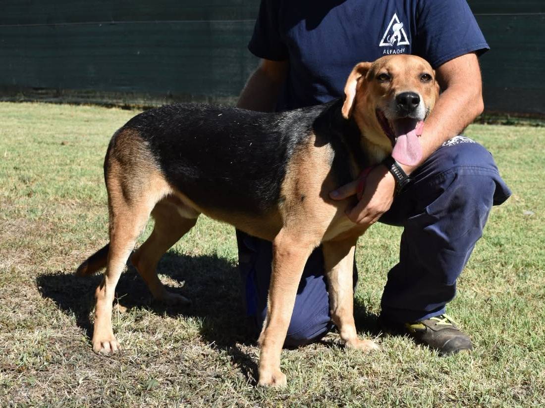 Adotta un cane, maschio, 4 anni e 2 mesi, Roma