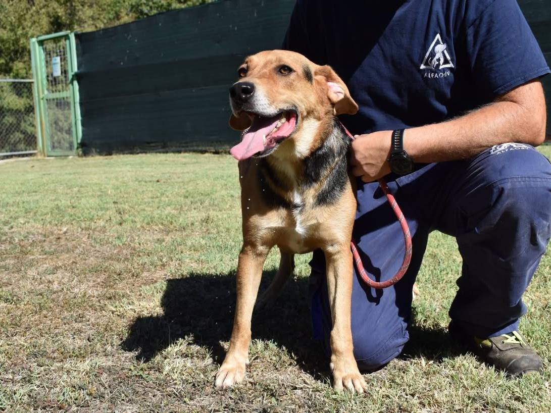 Adotta un cane, taglia grande, maschio, Roma