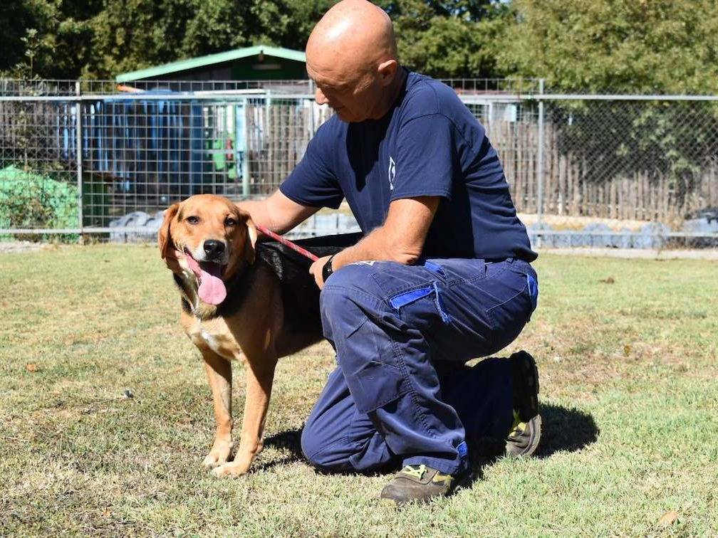 Vuoi adottare un cane a Roma?