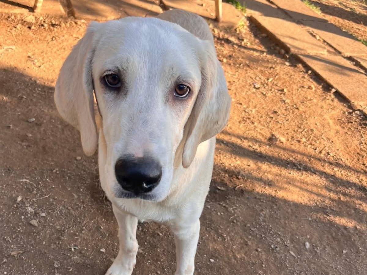 Adozione cane, maschio, Pastore maremmano Razza sconosciuta, 6 mesi, taglia media, Cosenza