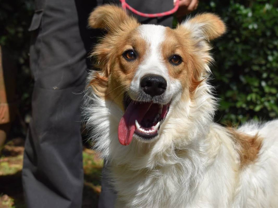Adotta un cane, maschio, 1 anno e 1 mese, Roma