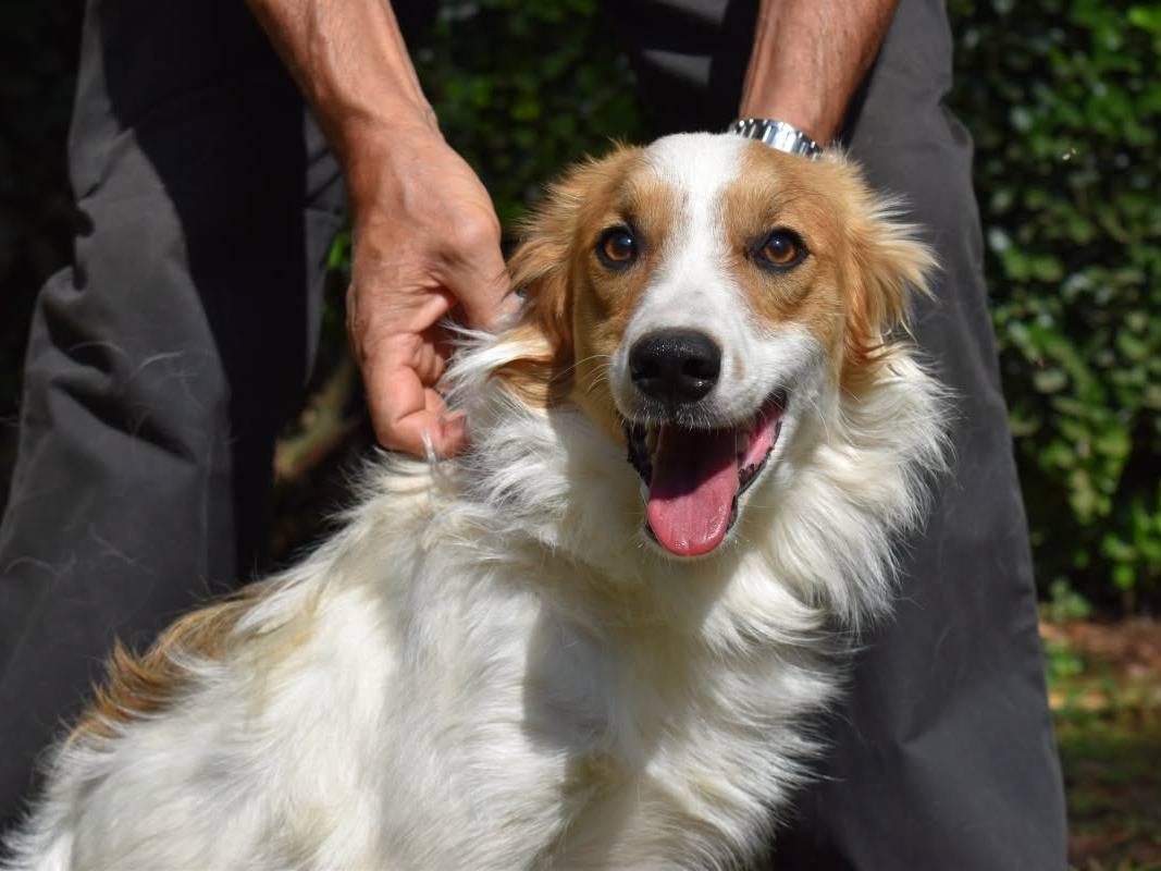 Adotta un cane, taglia media, maschio, Roma