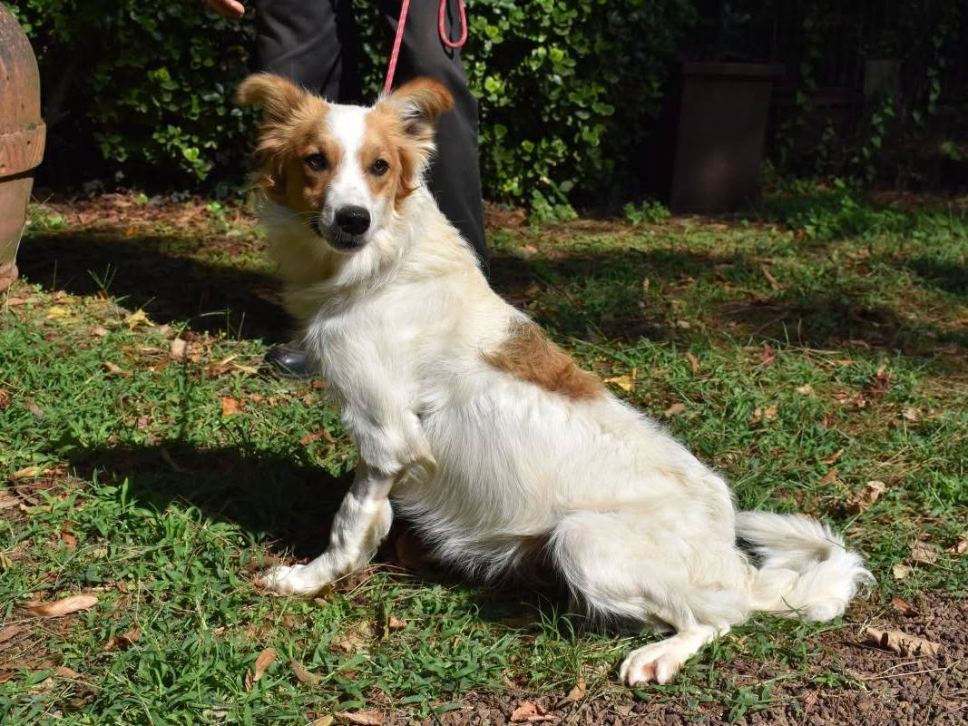 Vuoi adottare un cane a Roma?