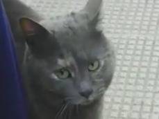 Vuoi adottare un gatto a Genova?