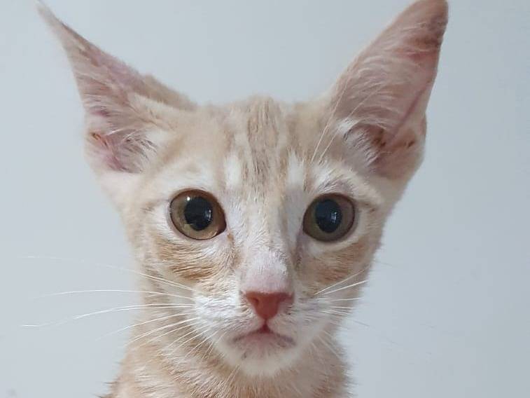 Adozione gatto, maschio, Razza sconosciuta Razza sconosciuta, 5 mesi, taglia non valida, Brescia