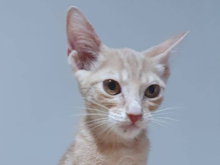Adotta un gatto, maschio, 5 mesi, Brescia