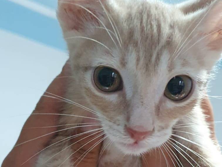 Adotta un gatto, taglia non valida, maschio, Brescia