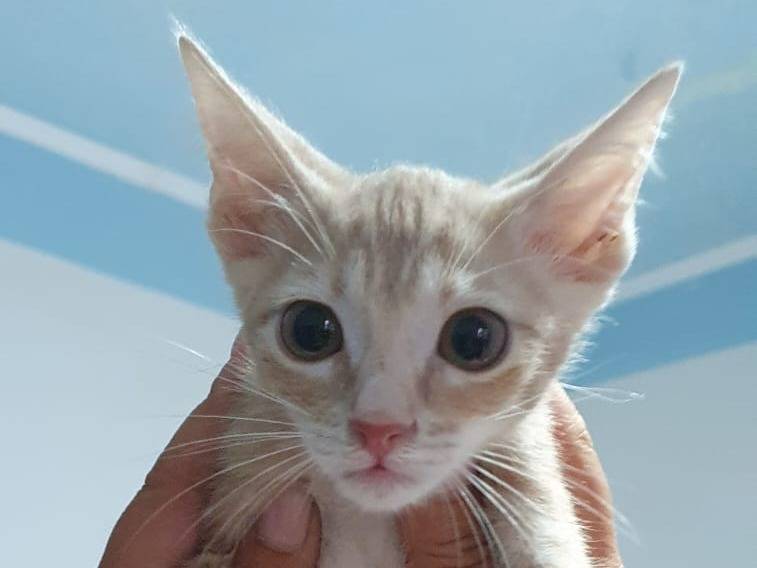 Vuoi adottare un gatto a Brescia?