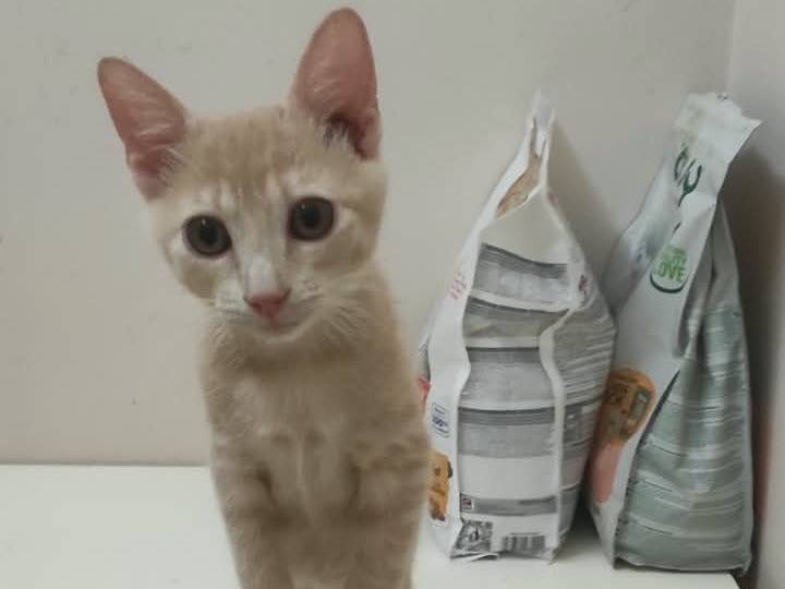 Adozione gatto, femmina, Razza sconosciuta Razza sconosciuta, 3 mesi, taglia non valida, Brescia