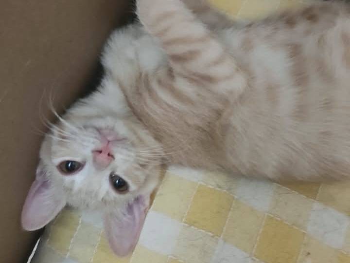 Adotta un gatto, taglia non valida, femmina, Brescia