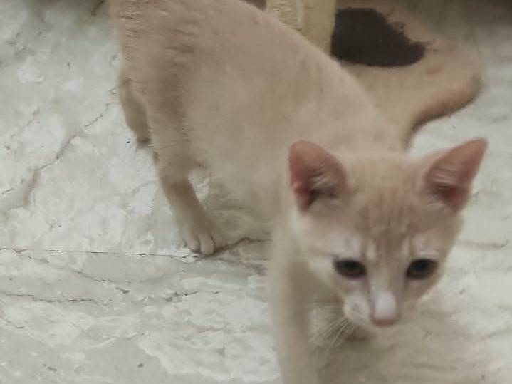 Vuoi adottare un gatto a Brescia?