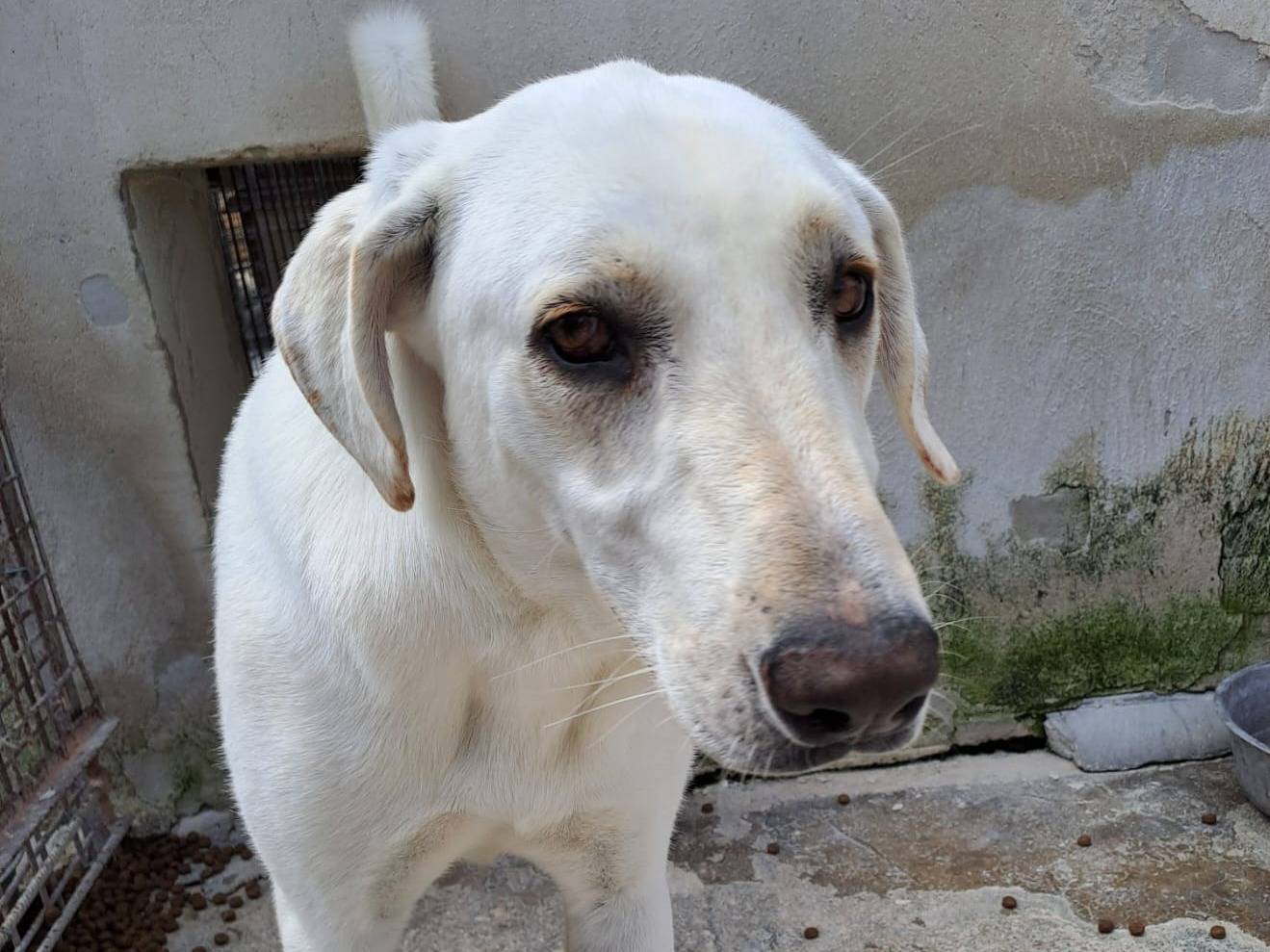 Adotta un cane, femmina, 4 anni e 9 mesi, Milano