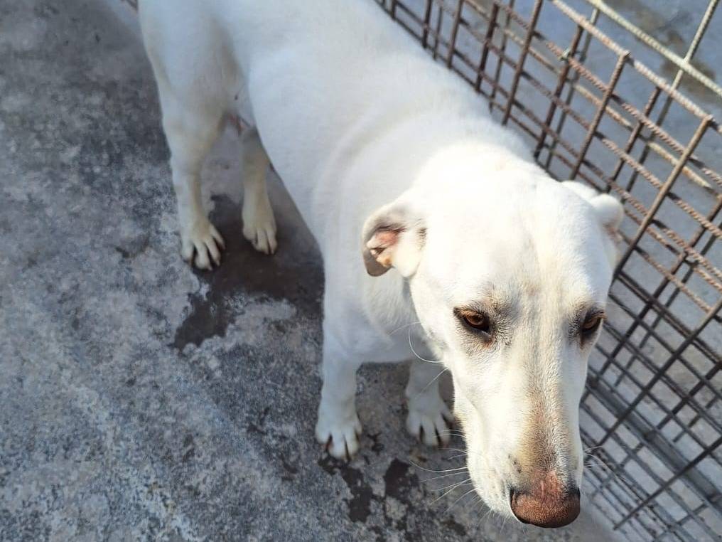 Adotta il cane Minerva a Milano