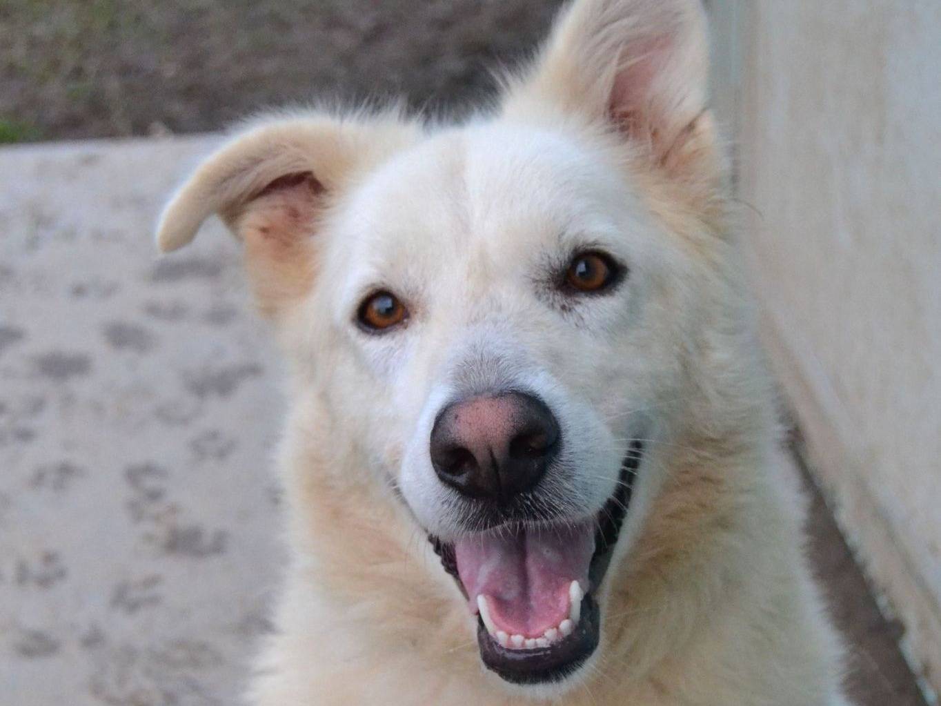 Adozione cane, femmina, Razza sconosciuta Razza sconosciuta, 6 anni e 9 mesi, taglia media, Pavia